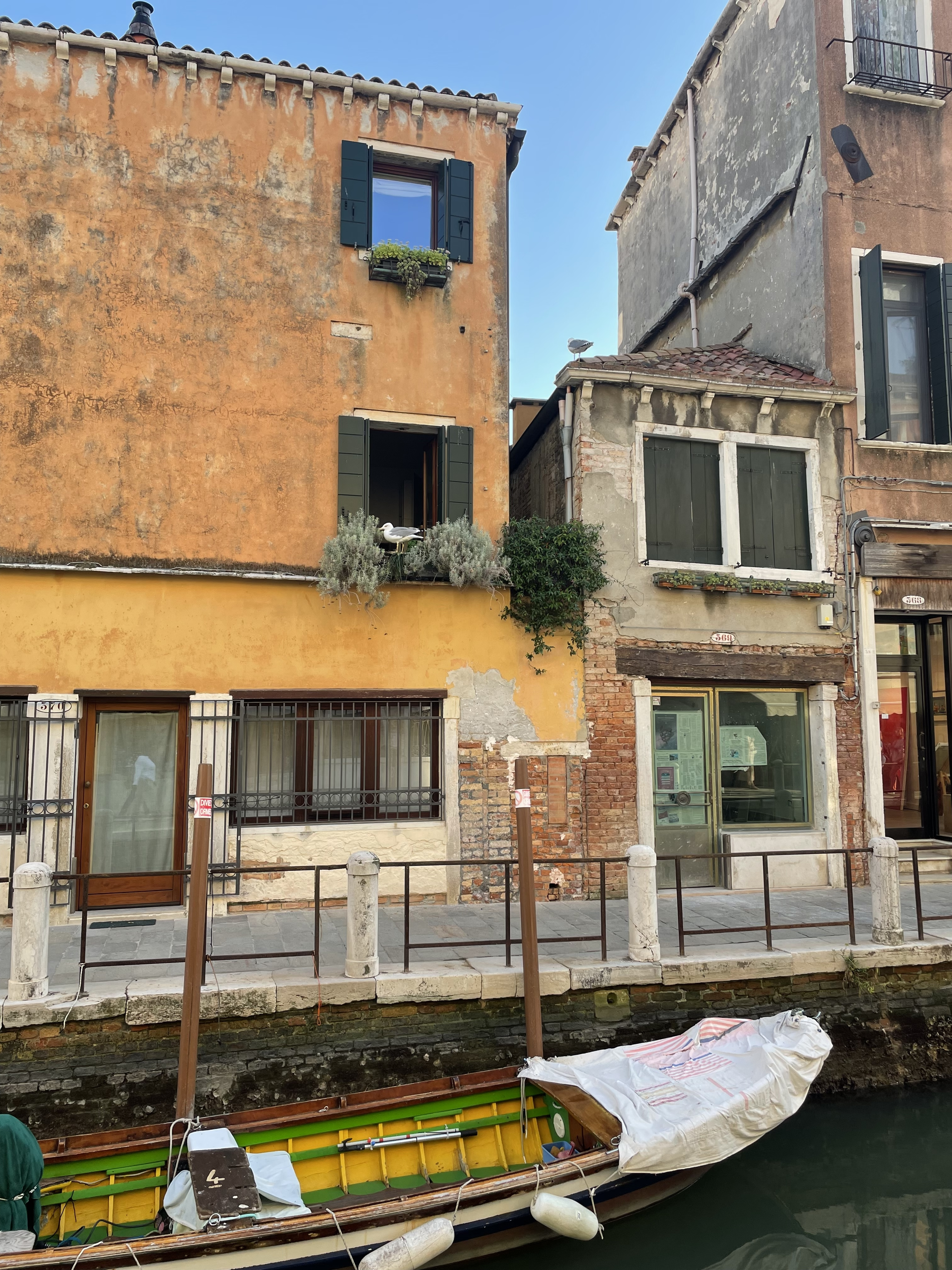Möve am Fenster eines venezianischen Wohnhauses